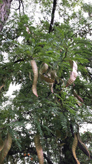 Gleditsia triacanthos