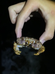 Juxtaxanthias intonsus