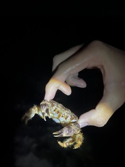 Juxtaxanthias intonsus