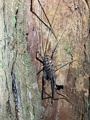 Pachyrhamma acanthocerum