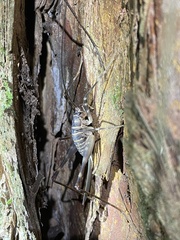 Pachyrhamma acanthocerum