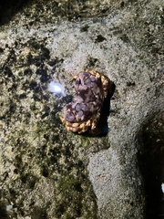 Juxtaxanthias intonsus