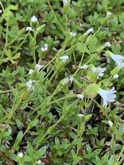 Cerastium morrisonense