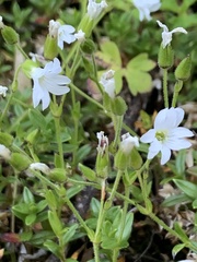 Cerastium morrisonense