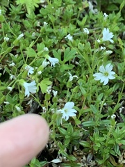 Cerastium morrisonense
