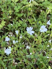 Cerastium morrisonense