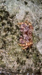 Juxtaxanthias intonsus