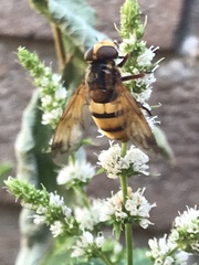 Volucella inanis