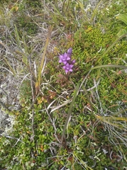 Gentianella auriculata