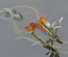 Brachythemis contaminata