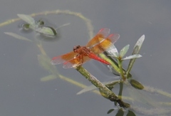 Brachythemis contaminata