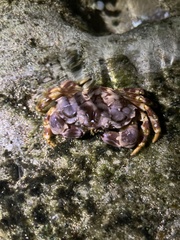 Juxtaxanthias intonsus