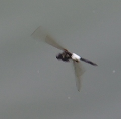 Pseudothemis zonata