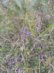Aconitum delphiniifolium