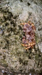 Juxtaxanthias intonsus