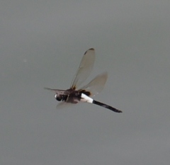 Pseudothemis zonata