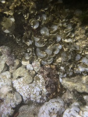 Juxtaxanthias intonsus