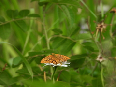 Argynnis paphia