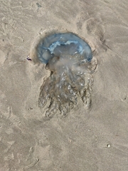 Dactyliophorae