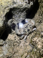 Leptodius sanguineus