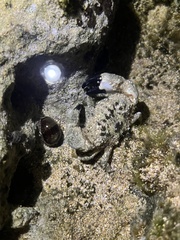 Leptodius sanguineus