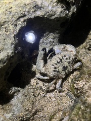 Leptodius sanguineus