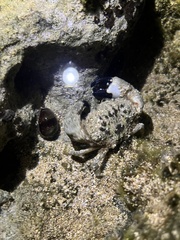 Leptodius sanguineus