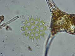 Lacunastrum gracillimum