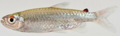 Brycinus imberi