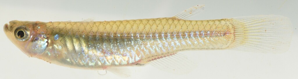 Pfaff's Lampeye