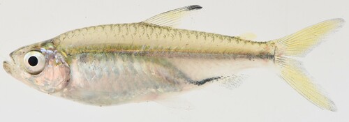 Noordelijke zalmtetra (Rhabdalestes septentrionalis) — Alestidae — 5