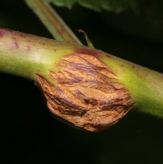 Lasioptera rubi