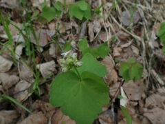 Thalictrum filamentosum