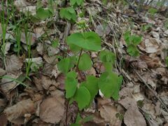Thalictrum filamentosum