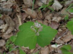 Thalictrum filamentosum