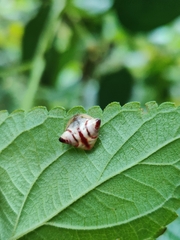 Cyrtarachne sunjoymongai