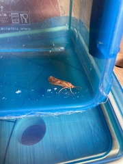 Limnephilus rhombicus