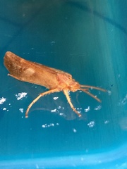 Limnephilus rhombicus