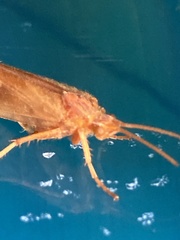Limnephilus rhombicus