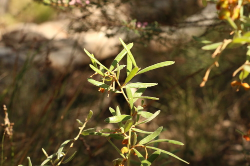 Image of Grevillea floribunda by (c) Greg Tasney, some rights reserved (CC BY-SA)