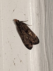 Dichomeris juncidella