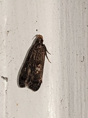 Dichomeris juncidella