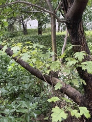 Crataegus pinnatifida