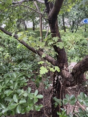 Crataegus pinnatifida