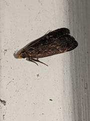 Dichomeris juncidella