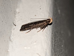 Dichomeris juncidella