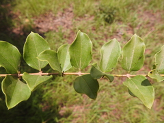Strychnos spinosa spinosa