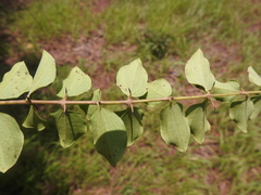 Strychnos spinosa spinosa