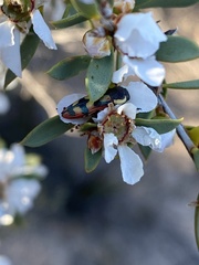 Castiarina pallidiventris