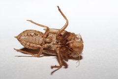 Meimuna opalifera